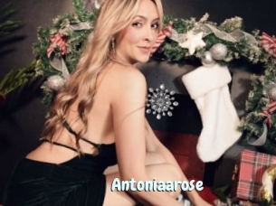 Antoniaarose