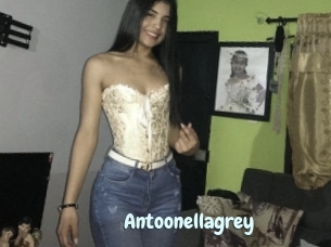 Antoonellagrey