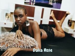Dalia_Rose