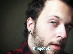 DingoCub