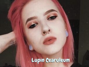 Lupin_Cearuleum