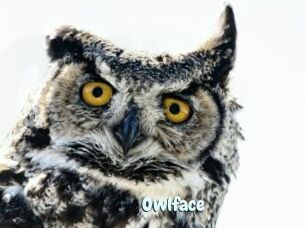 Owlface