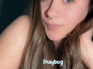 Shaybug